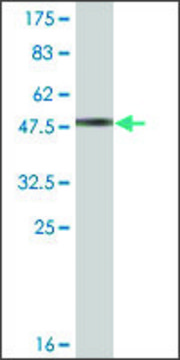 Monoclonal Anti-RGS17 antibody produced in mouse clone 2H4, ascites fluid
