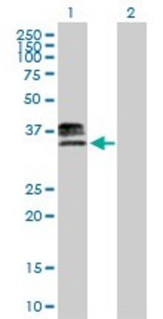 Anti-HS3ST1 antibody produced in mouse purified immunoglobulin, buffered aqueous solution
