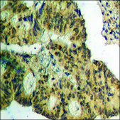 Anti-phospho-HSL (pSer552) antibody produced in rabbit affinity isolated antibody