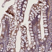 Anti-FAM96B antibody produced in rabbit Prestige Antibodies&#174; Powered by Atlas Antibodies, affinity isolated antibody, buffered aqueous glycerol solution