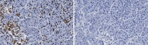 Anti-ISL-1 Antibody, clone 1B11 ZooMAb&#174; Rabbit Monoclonal recombinant, expressed in HEK 293 cells