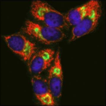 Anti-Rabbit IgG (H+L), highly cross-adsorbed, CF&#8482; 633 antibody produced in goat ~2&#160;mg/mL, affinity isolated antibody