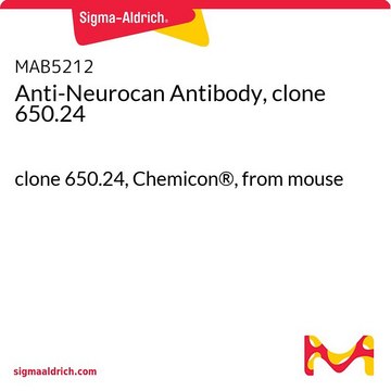 Anti-Neurocan Antibody, clone 650.24 clone 650.24, Chemicon&#174;, from mouse