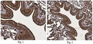 Anti-Annexin A1, Antibody from rabbit
