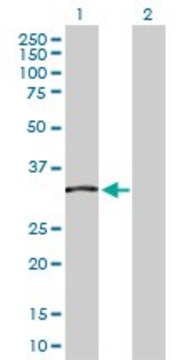 Anti-TCEA2 antibody produced in rabbit purified immunoglobulin, buffered aqueous solution