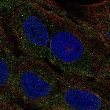 Anti-CELA3A antibody produced in rabbit Prestige Antibodies&#174; Powered by Atlas Antibodies, affinity isolated antibody