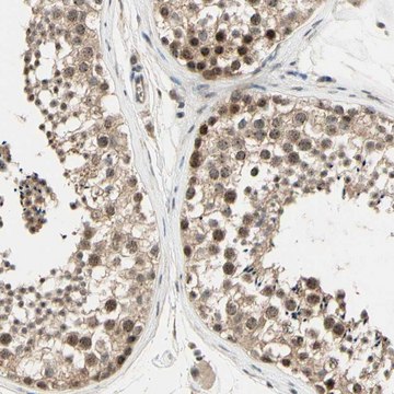 Anti-MCPH1 antibody produced in rabbit Prestige Antibodies&#174; Powered by Atlas Antibodies, affinity isolated antibody, buffered aqueous glycerol solution