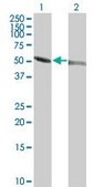 Monoclonal Anti-TUBA1 antibody produced in mouse clone 1E11, purified immunoglobulin, buffered aqueous solution