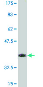Monoclonal Anti-ZBTB25, (C-terminal) antibody produced in mouse clone 2B8, purified immunoglobulin, buffered aqueous solution