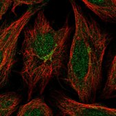 Anti-GCC2 antibody produced in rabbit Prestige Antibodies&#174; Powered by Atlas Antibodies, affinity isolated antibody, buffered aqueous glycerol solution
