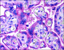 Anti-MFSD2A antibody produced in rabbit affinity isolated antibody