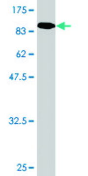 Monoclonal Anti-GALC, (C-terminal) antibody produced in mouse clone 2D1, purified immunoglobulin, buffered aqueous solution