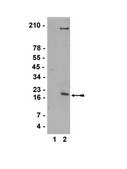 Anti-monomethyl-Histone H3 (Lys36) Antibody serum, Upstate&#174;