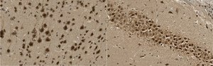 Anti-Nurr-1 from rabbit