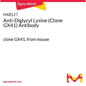 Anti-Diglycyl Lysine (Clone GX41) Antibody clone GX41, from mouse