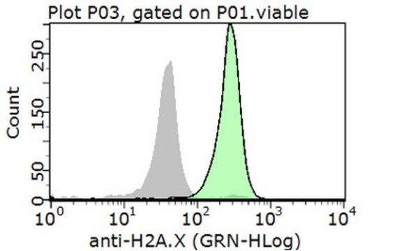 Anti-Histone H2A.X Antibody from rabbit, purified by affinity chromatography