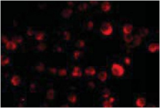 Anti-PCBP4 Antibody from rabbit, purified by affinity chromatography