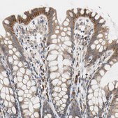 Anti-MCL1 antibody produced in rabbit Prestige Antibodies&#174; Powered by Atlas Antibodies, affinity isolated antibody, buffered aqueous glycerol solution