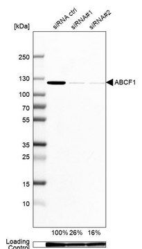 Anti-ABCF1 antibody produced in rabbit Prestige Antibodies&#174; Powered by Atlas Antibodies, affinity isolated antibody, buffered aqueous glycerol solution