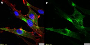 Anti-Neurexin-1-&#946; Antibody, clone 1F14 ZooMAb&#174; Rabbit Monoclonal recombinant, expressed in HEK 293 cells