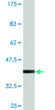 Monoclonal Anti-AKAP12, (C-terminal) antibody produced in mouse clone 3C3, purified immunoglobulin, buffered aqueous solution