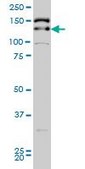 Monoclonal Anti-TRIM33 antibody produced in mouse clone 6F4, purified immunoglobulin, buffered aqueous solution