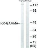 Anti-IKK-&#947; antibody produced in rabbit affinity isolated antibody