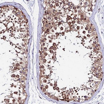 Anti-RNF121 antibody produced in rabbit Prestige Antibodies&#174; Powered by Atlas Antibodies, affinity isolated antibody, buffered aqueous glycerol solution