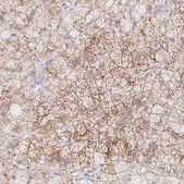 Anti-MCOLN3 antibody produced in rabbit Prestige Antibodies&#174; Powered by Atlas Antibodies, affinity isolated antibody, buffered aqueous glycerol solution