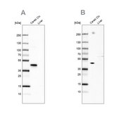 Anti-NECAB1 antibody produced in rabbit affinity isolated antibody, buffered aqueous glycerol solution, Ab2