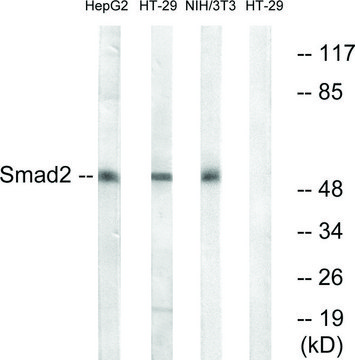 Anti-SMAD2 antibody produced in rabbit affinity isolated antibody