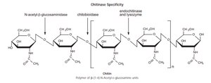 Chitinase Assay Kit, Fluorimetric sufficient for 200&#160;multiwell tests