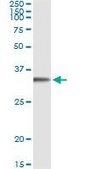 Monoclonal Anti-FGL1 antibody produced in mouse clone 2A4, purified immunoglobulin, buffered aqueous solution