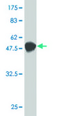 Monoclonal Anti-NUDT21 antibody produced in mouse clone 3F8, purified immunoglobulin, buffered aqueous solution