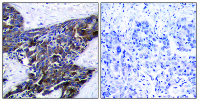 Anti-phospho-GJA1 (pSer368) antibody produced in rabbit affinity isolated antibody