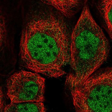 Anti-ZMAT3 antibody produced in rabbit Prestige Antibodies&#174; Powered by Atlas Antibodies, affinity isolated antibody