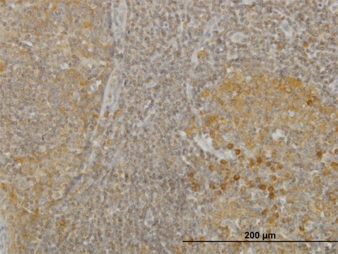 Monoclonal Anti-RGS2 antibody produced in mouse clone 4C4, purified immunoglobulin, buffered aqueous solution