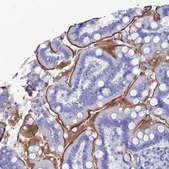 Anti-ENPP3 antibody produced in rabbit Prestige Antibodies&#174; Powered by Atlas Antibodies, affinity isolated antibody, buffered aqueous glycerol solution