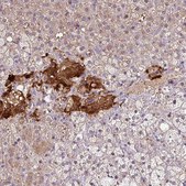 Anti-NGB antibody produced in rabbit Prestige Antibodies&#174; Powered by Atlas Antibodies, affinity isolated antibody, buffered aqueous glycerol solution