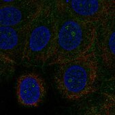 Anti-GRINA antibody produced in rabbit Prestige Antibodies&#174; Powered by Atlas Antibodies, affinity isolated antibody, buffered aqueous glycerol solution