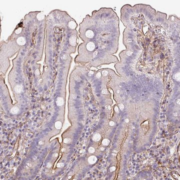 Anti-B3GALT5 antibody produced in rabbit Prestige Antibodies&#174; Powered by Atlas Antibodies, affinity isolated antibody, buffered aqueous glycerol solution
