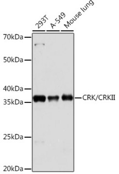 Anti-CRK/CRKII Antibody, clone 4Y2C2, Rabbit Monoclonal