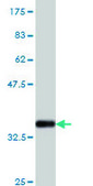 Monoclonal Anti-EMR4 antibody produced in mouse clone 2H8, purified immunoglobulin, buffered aqueous solution