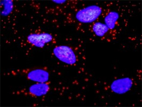 Anti-CD247 antibody produced in rabbit purified immunoglobulin, buffered aqueous solution