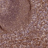 Anti-TRIM22 antibody produced in rabbit Ab2, Prestige Antibodies&#174; Powered by Atlas Antibodies, affinity isolated antibody, buffered aqueous glycerol solution