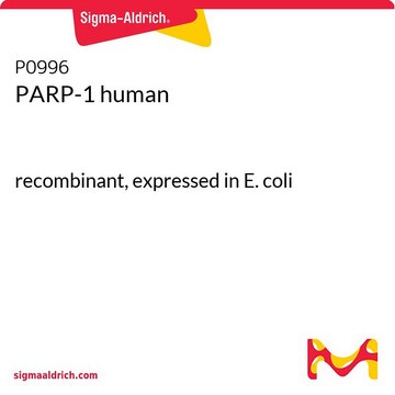 PARP-1 human recombinant, expressed in E. coli