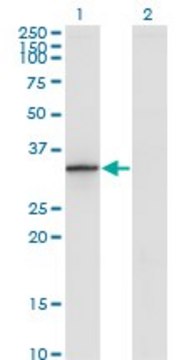 Monoclonal Anti-DHRS9 antibody produced in mouse clone 3E3, purified immunoglobulin, buffered aqueous solution