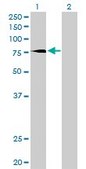 Monoclonal Anti-PRKCD, (C-terminal) antibody produced in mouse clone 6A2, purified immunoglobulin, buffered aqueous solution
