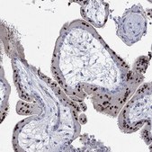 Anti-GCM1 antibody produced in rabbit Prestige Antibodies&#174; Powered by Atlas Antibodies, affinity isolated antibody, buffered aqueous glycerol solution
