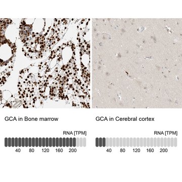 Anti-GCA antibody produced in rabbit Prestige Antibodies&#174; Powered by Atlas Antibodies, affinity isolated antibody, buffered aqueous glycerol solution